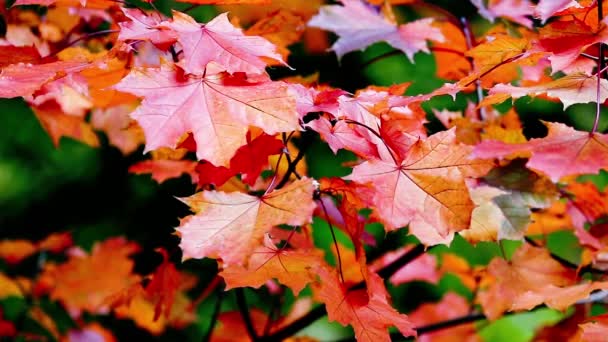 Arbres d'automne Feuilles sur fond flou — Video