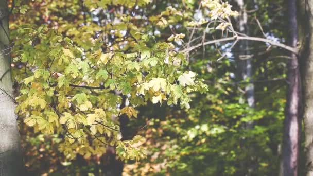 Árboles de otoño Hojas sobre fondo borroso — Vídeos de Stock