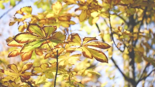 Jesienią drzewa liści tło zamazane pole — Wideo stockowe