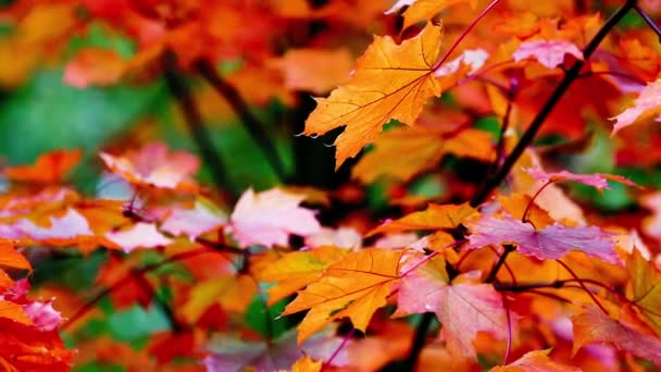 Осенние деревья остаются на размытом фоне — стоковое видео