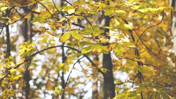 Autumn Trees Leaves over blurred background — Stock Video