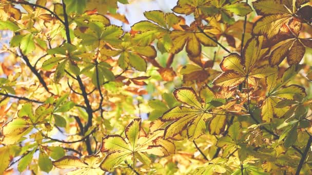 Autumn Trees Leaves over blurred background — Stock Video