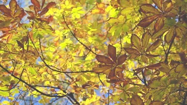 Alberi d'autunno Foglie su sfondo sfocato — Video Stock