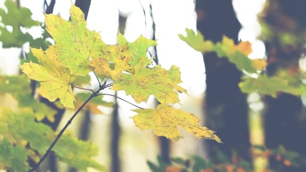 Arbres d'automne Feuilles sur fond flou 