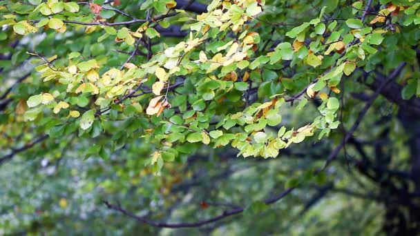 Podzimní stromy odjíždí rozmazané pozadí — Stock video