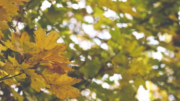 Árboles de otoño Hojas sobre fondo borroso — Vídeos de Stock