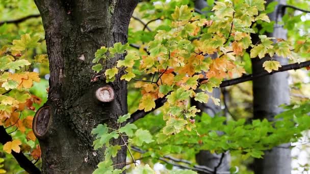 Autumn Trees Leaves over blurred background — Stock Video