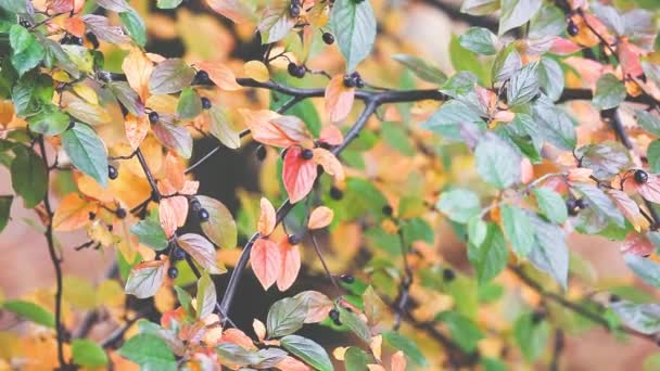 Autumn Trees Leaves over blurred background — Stock Video