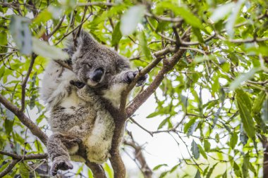 Koala Okaliptüs ağacı üzerinde uyuyor