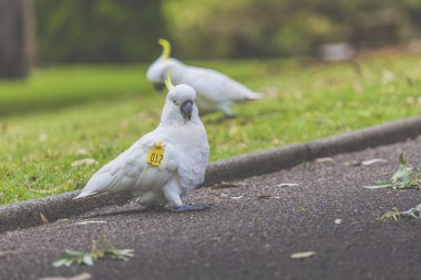 Cockatoo in Botanic garden of Sydney Australia clipart