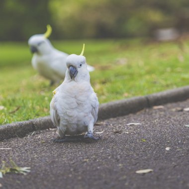 Cockatoo in Botanic garden of Sydney Australia clipart