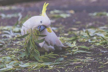 Kakadu içinde Botanik Bahçe Sydney Avustralya