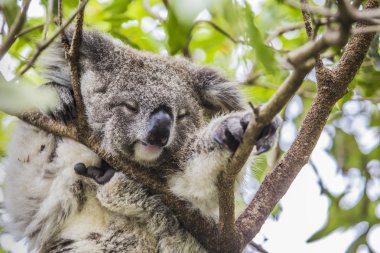 Koala Okaliptüs ağacı üzerinde uyuyor