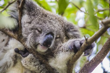 Koala Okaliptüs ağacı üzerinde uyuyor
