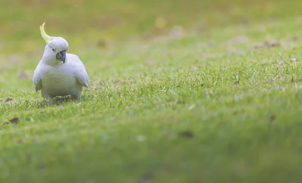 凤头鹦鹉悉尼澳大利亚植物花园 — 图库照片