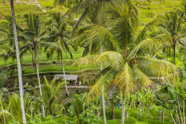 Kaunis vihreä terassi paddy kentät Balilla, Indonesiassa — kuvapankkivalokuva