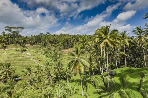 Zöld teraszos rizsföldek a Bali, Indonézia — Stock Fotó