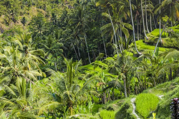발리, 인도네시아에 아름 다운 녹색 테라스 벼 분야 — 스톡 사진