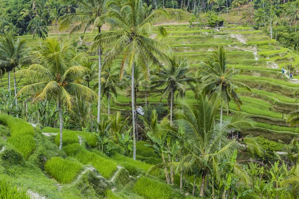 Kaunis vihreä terassi paddy kentät Balilla, Indonesiassa — kuvapankkivalokuva