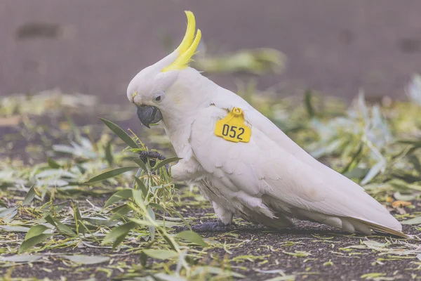 Cockatoo dans le jardin botanique de Sydney Australie — Photo