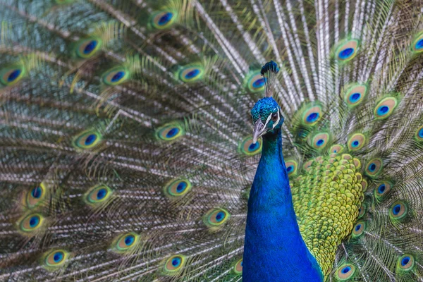 Porträt der schönen Pfau mit Federn aus — Stockfoto