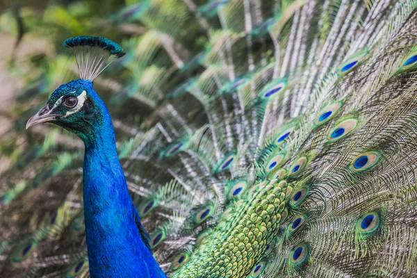 Porträt der schönen Pfau mit Federn aus — Stockfoto