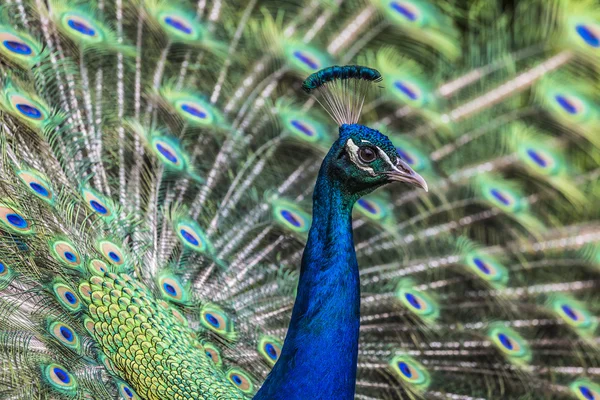 Porträt der schönen Pfau mit Federn aus — Stockfoto