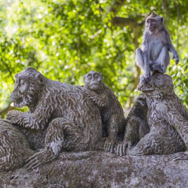 uzun kuyruklu makak (macaca fascicularis) olarak kutsal monkey ön plana