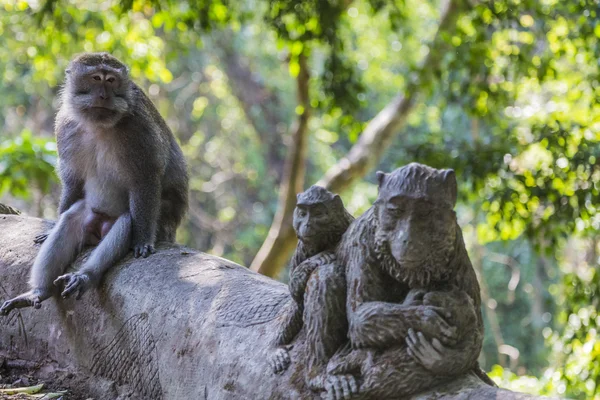 Uzun kuyruklu makak (macaca fascicularis) olarak kutsal monkey ön plana — Stok fotoğraf