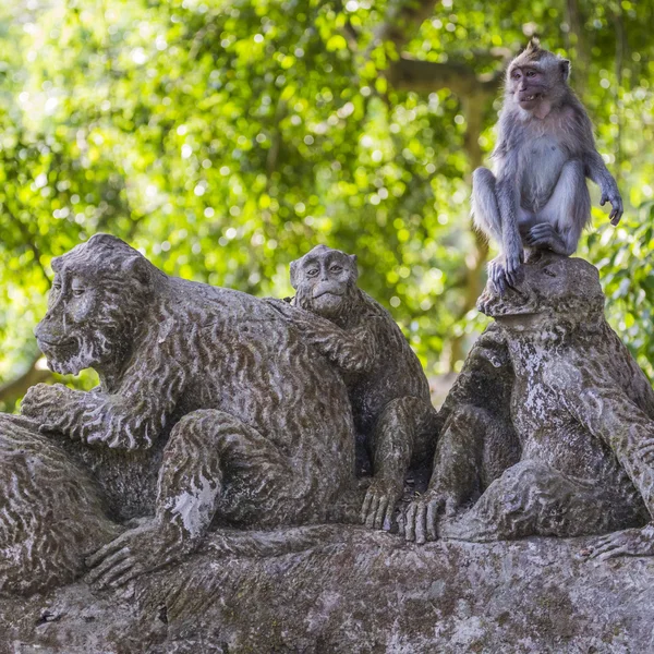 Macachi dalla coda lunga (Macaca fascicularis) nella Sacra Scimmia Fore — Foto Stock