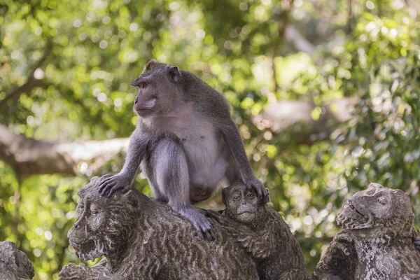 Langschwanzmakaken (macaca fascicularis) im heiligen Affenvorderteil — Stockfoto