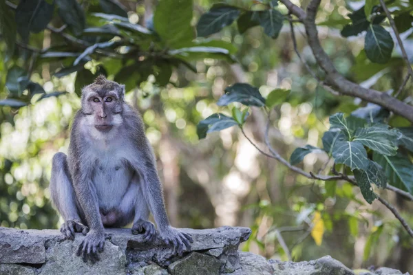 Long-tailed macaques (Macaca fascicularis) in Sacred Monkey Fore — Stock Photo, Image