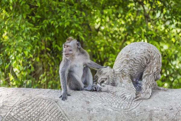 Long-tailed macaques (Macaca fascicularis) in Sacred Monkey Fore — Stock Photo, Image
