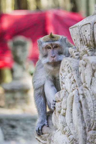 Long-tailed macaques (Macaca fascicularis) in Sacred Monkey Fore — Stock Photo, Image