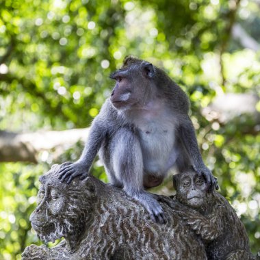 Monkey at Sacred Monkey Forest, Ubud, Bali, Indonesia clipart