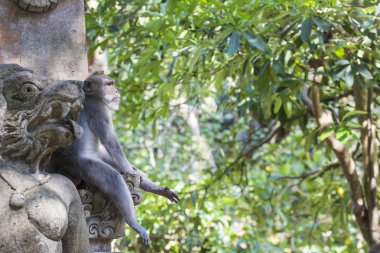 Monkey at Sacred Monkey Forest, Ubud, Bali, Indonesia clipart