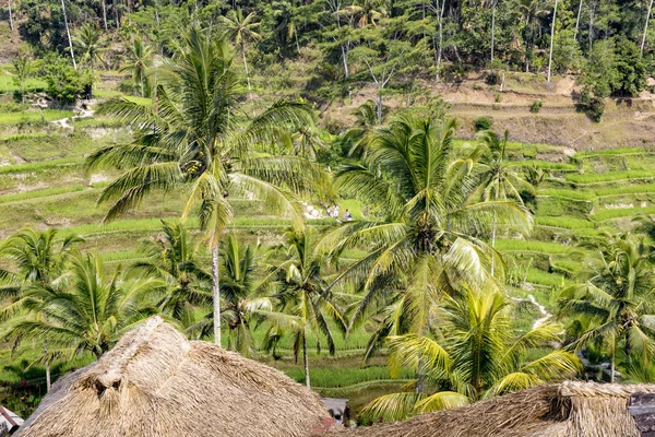 Prachtige groene terras rijstvelden op Bali, Indonesië — Stockfoto