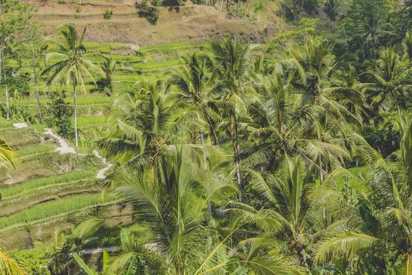 Beautiful green terrace paddy fields on Bali, Indonesia — Stock Photo, Image