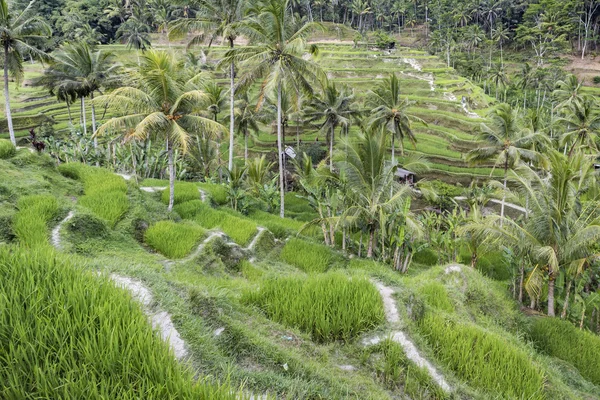 Beautiful green terrace paddy fields on Bali, Indonesia — Stock Photo, Image