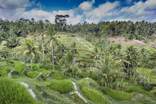 Kaunis vihreä terassi paddy kentät Balilla, Indonesiassa — kuvapankkivalokuva