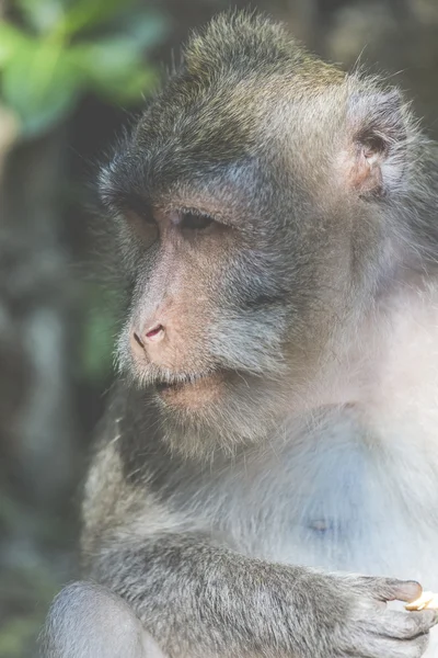 Mono en el Bosque Sagrado de Monos, Ubud, Bali, Indonesia —  Fotos de Stock