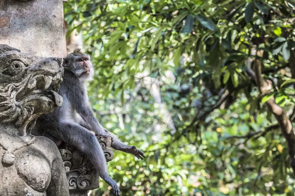 Monkey at Sacred Monkey Forest, Ubud, Bali, Indonesia — Stock Photo, Image