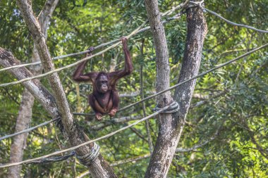 Borneo Endonezya orman orangutan.