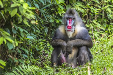 Yetişkin erkek Mandrill'di portresi
