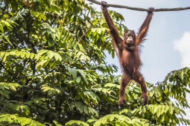 Borneo Endonezya orman orangutan.