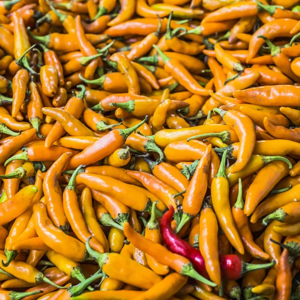 Orange chili peppers, closeup view — Stock Photo, Image