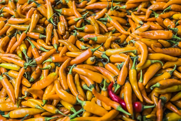 Orange chili peppers, closeup view — Stock Photo, Image