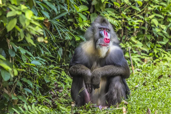 Porträt des erwachsenen männlichen Mandrills — Stockfoto