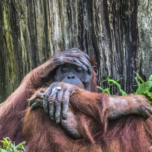 Orangutan nella giungla del Borneo Indonesia . — Foto Stock