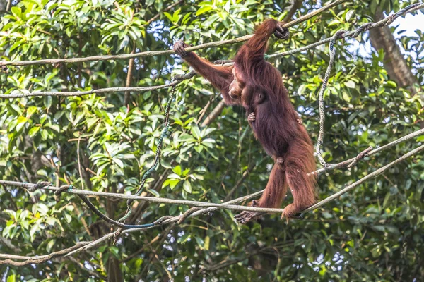 Orangután a dzsungelben, Borneo, Indonézia. — Stock Fotó